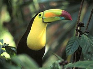 Costa-Rica-Regenwald-300x225 Naturschauspiele in Zentralamerika: Von Göttervögeln und Lavagiganten