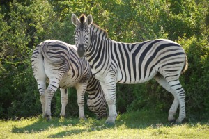 zebras_suedafrika_karawanereisen_bfs
